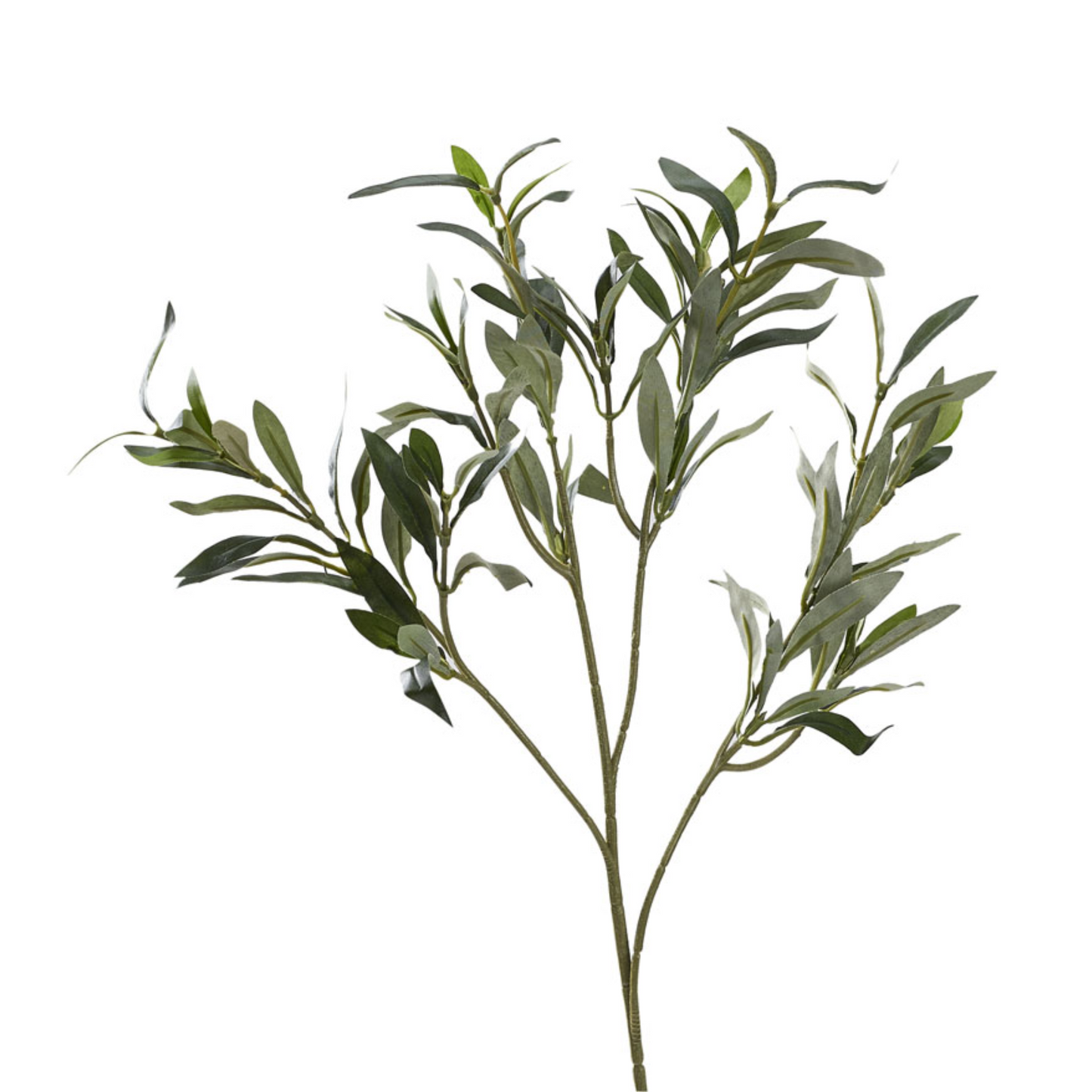 Olive Spray without fruit