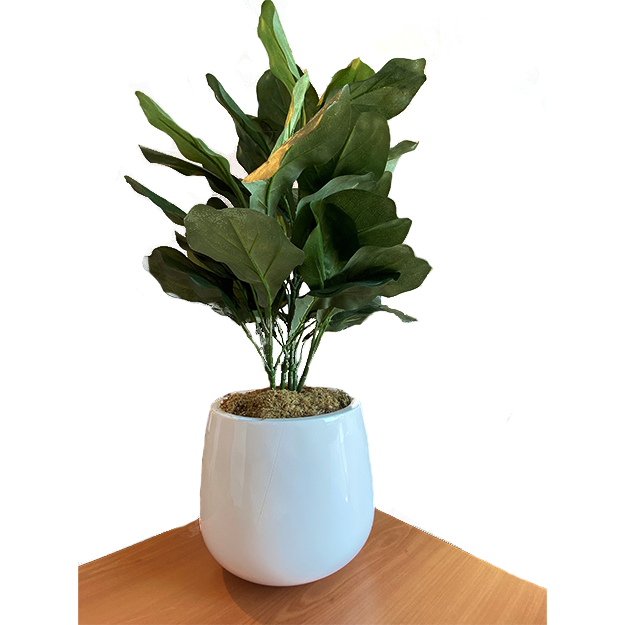 Fiddle Leaf Plant in White Pot