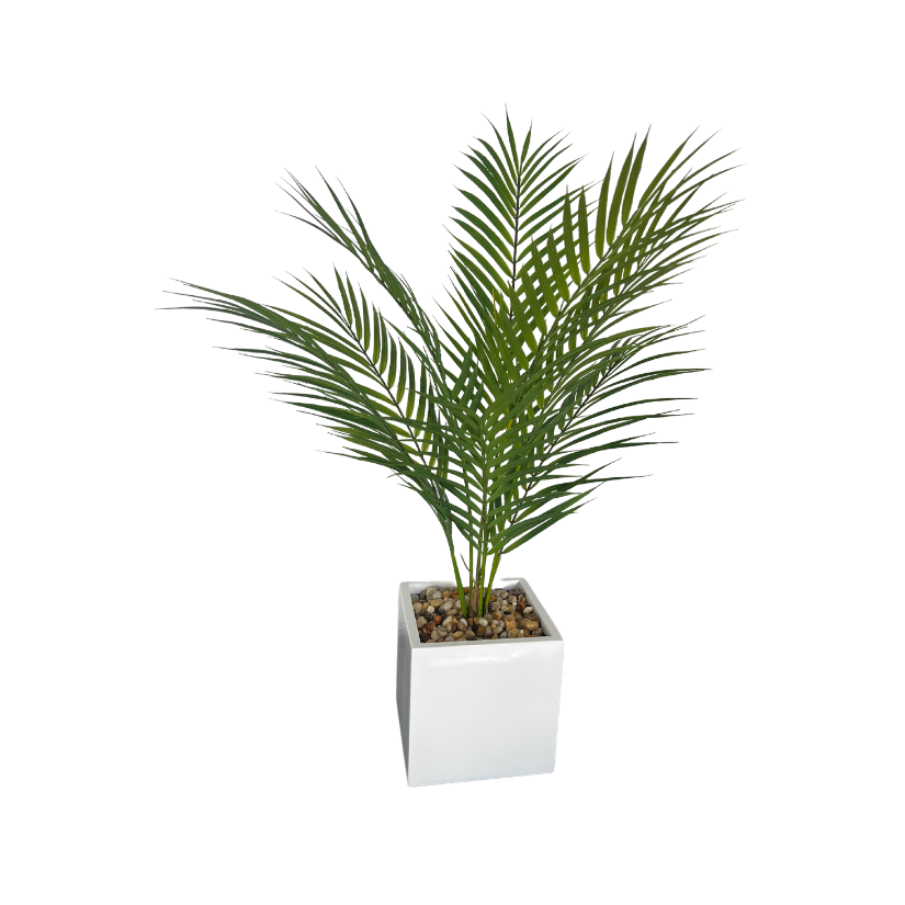 Areca Palm in Square Pot