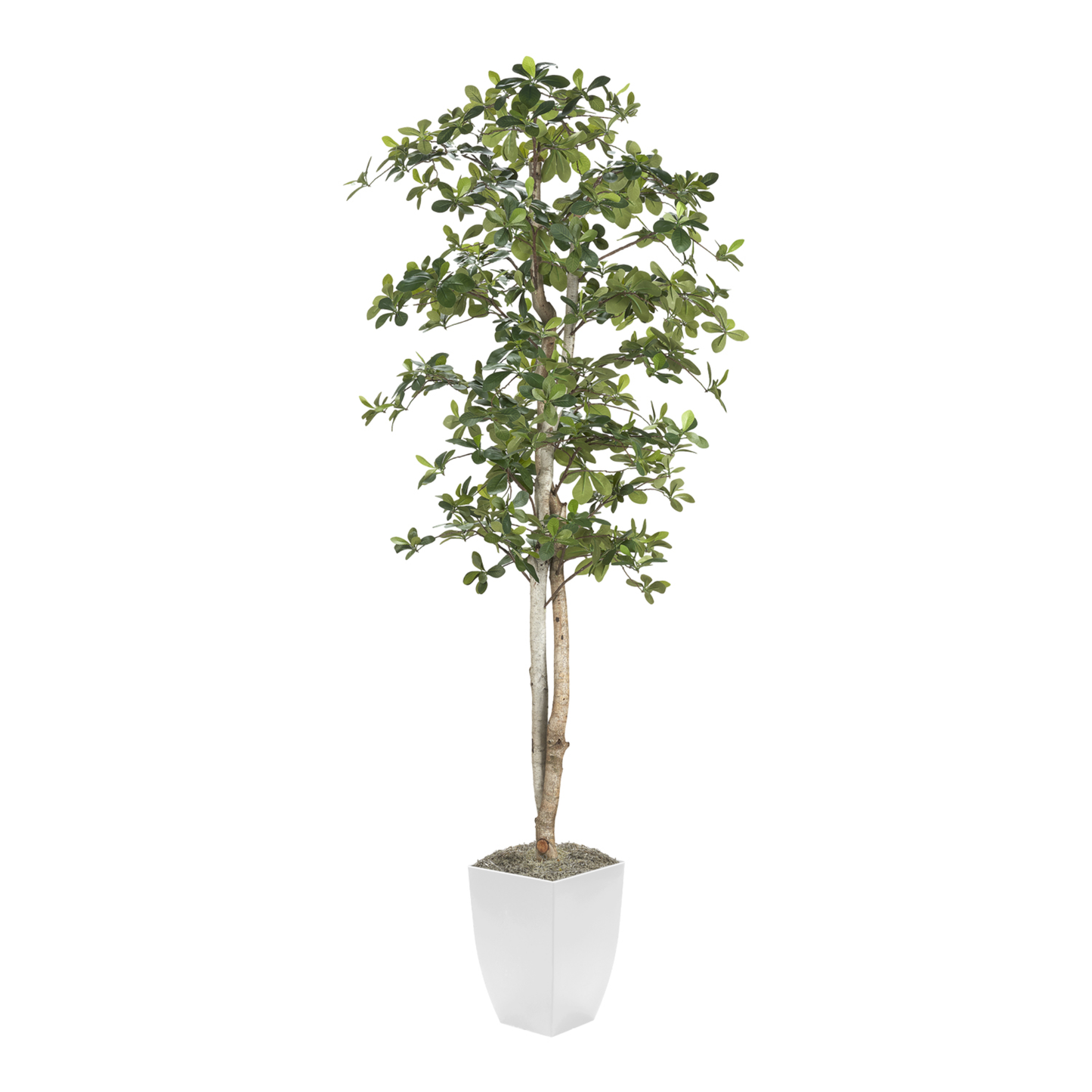 7' Faux Black Olive Tree in Cardinal Planter