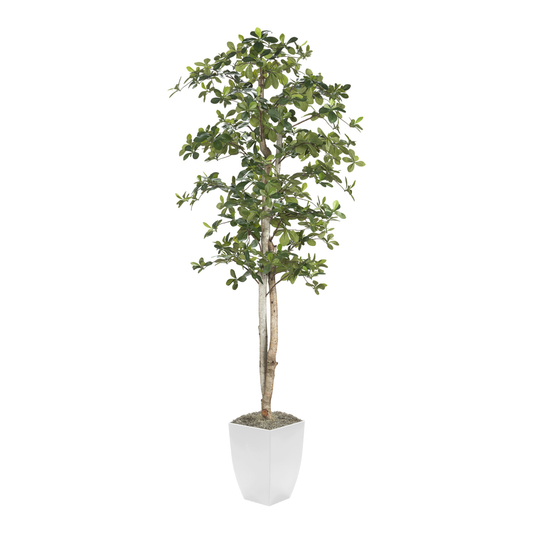 7' Faux Black Olive Tree in Cardinal Planter