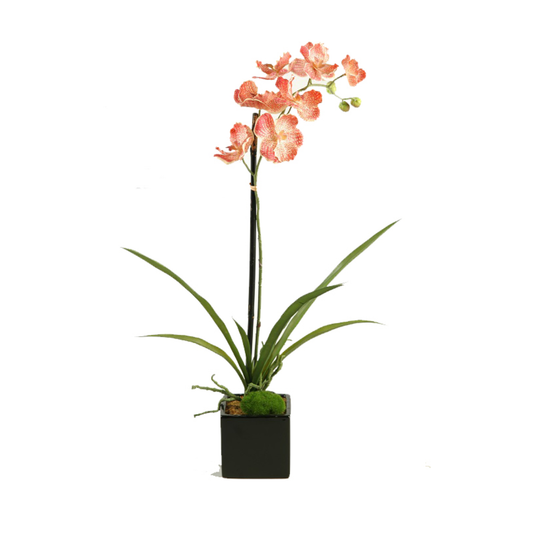 Cream and Red Vanda Orchid Plant in Glossy Black Ceramic Cube
