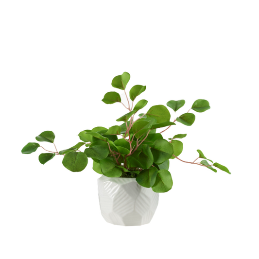 Eucalyptus in White Flintstone Planter