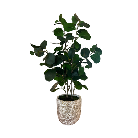 Ficus in Cement Pot