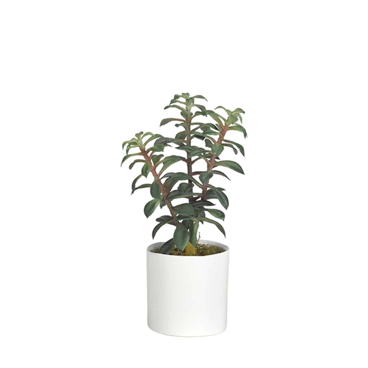 Faux Succulent in Tori Vase