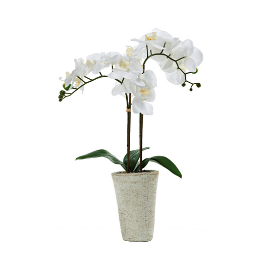 White Orchids in Cement Planter