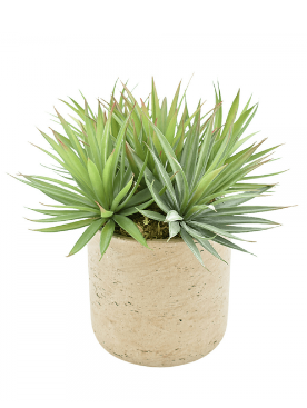 Yucca Arrangement in Round Pot