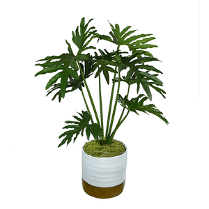 Selloum Philodendron