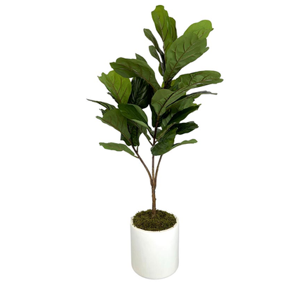 Fiddle Leaf Tree in White Pot