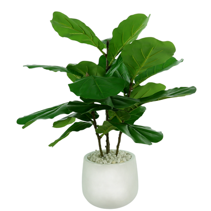 Fiddle Leaf Plant in White Pot