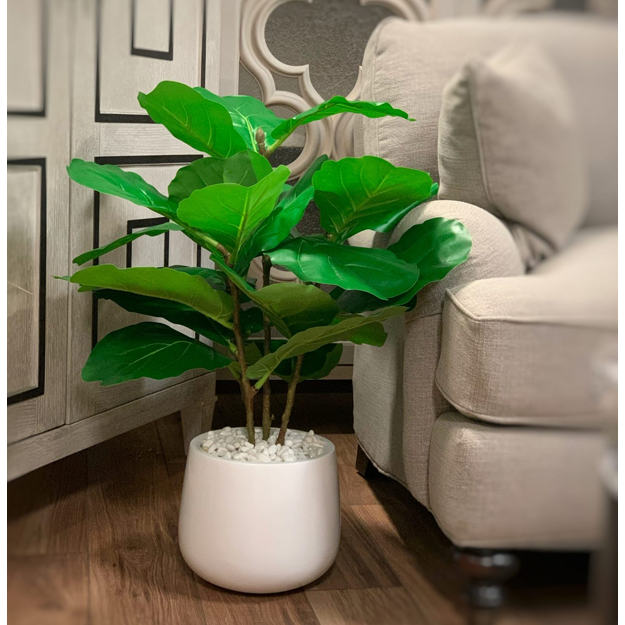 Fiddle Leaf Plant in White Pot