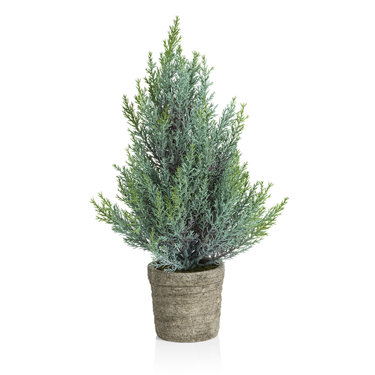 Pine Tree in Cement Pot