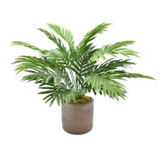 Palm Tree in Round Grey Pot